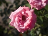 CRW_2474