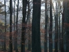 CRW_5029